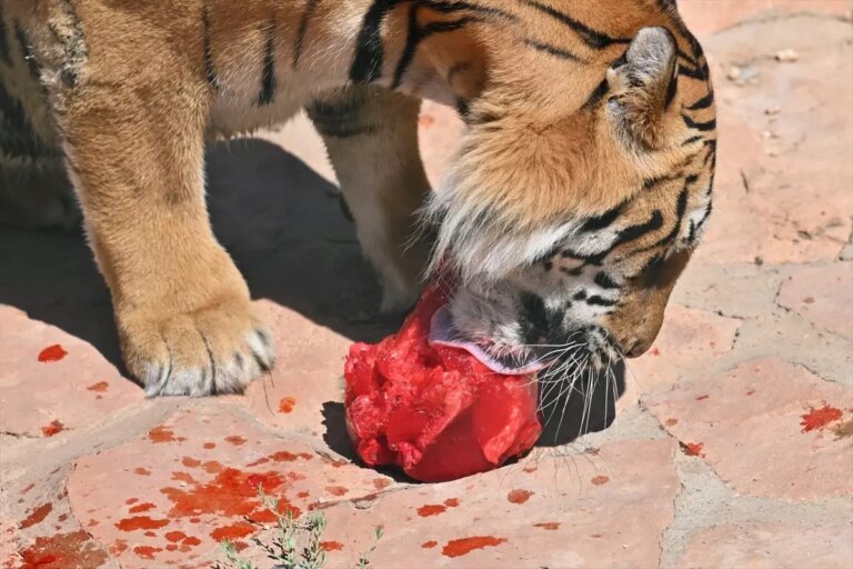 gaziantepte kaplanlara ozel menu xE9dPvXm