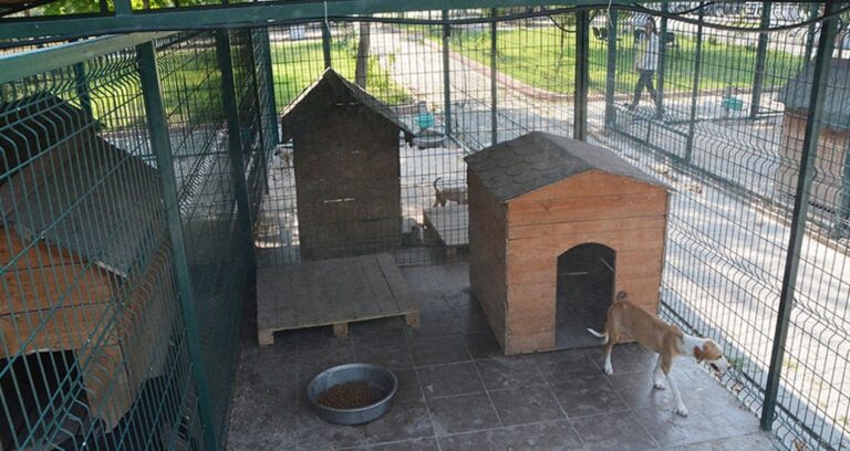 osmaniye barinaginda skandal bitmiyor dogmamis kopekler uzerinden bile para almislar VDDiFw2O