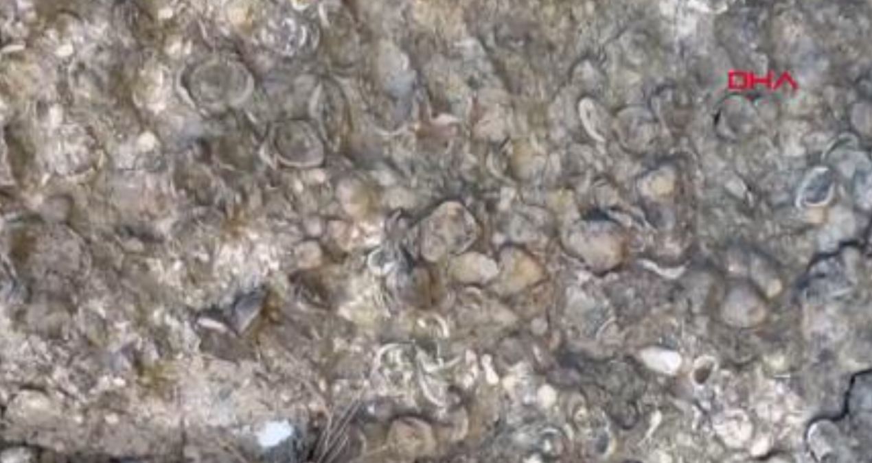 erzurumda 200 milyon yillik deniz fosilleri bulundu FSTm4KQ2