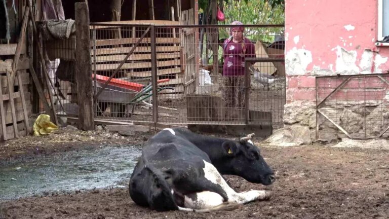 sap hastaligi ureticileri vurdu 9GhB6rVV.jpg