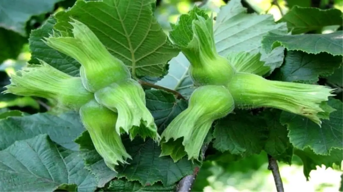 duzceden findik ihracati 6Q1LxYQ3.jpg