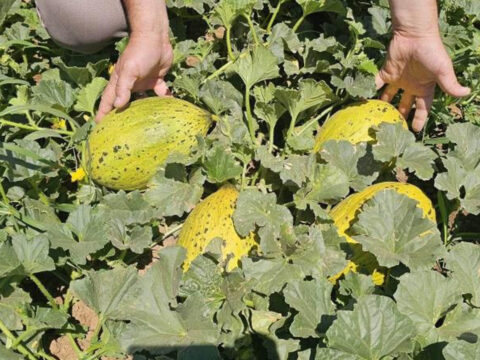 Denizlide hasat basladi cografi isaretli acipayam kavunu tezgaha iniyor A6H2EY1q